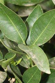              Shade leaves (Riverside, CA)       