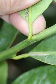              Petiole (Riverside, CA)       