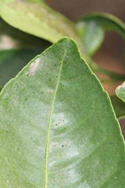              Margin (Riverside, CA)       