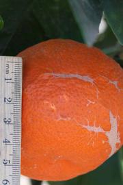              Fruit (Riverside, CA)       