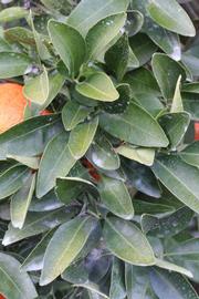              Sun leaves (Lindcove, CA)       