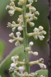              Inflorescence (Riverside, CA)       