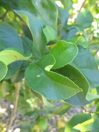            Shade leaves (Winter Haven, FL)   