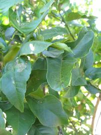            Shade leaves (Winter Haven, FL)   
