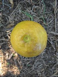              Fruit (Winter Haven, FL)       