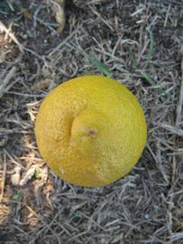              Fruit (Winter Haven, FL)       