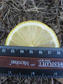              Fruit cross-section (Winter Haven, FL)       