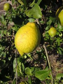              Fruit (Winter Haven, FL)       