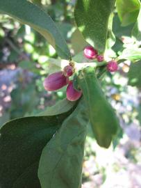              Flower (Winter Haven, FL)       