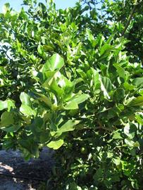              Sun leaves (Winter Haven, FL)       