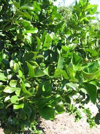              Sun leaves (Winter Haven, FL)       