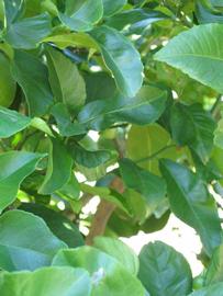              Shade leaves (Winter Haven, FL)       