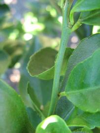            First year twig (Winter Haven, FL)   