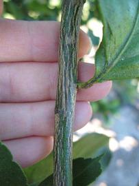              Second - third year twig (Winter Haven, FL)       