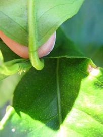              Petiole (Winter Haven, FL)       