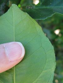              Margin (Winter Haven, FL)       