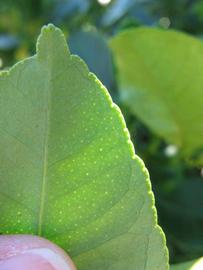              Margin (Winter Haven, FL)       