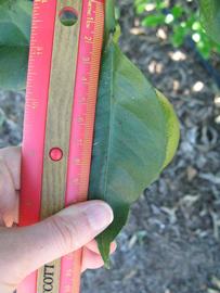              Unifoliolate leaf (Winter Haven, FL)       