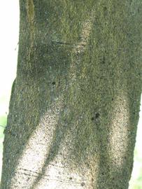              Bark (Winter Haven, FL)       