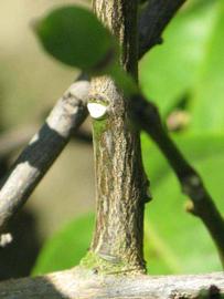              Second - third year twig (Winter Haven, FL)       