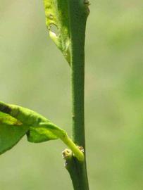            First year twig (Winter Haven, FL)   