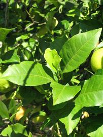              Sun leaves (Winter Haven, FL)       