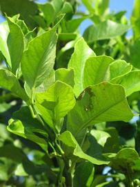              Sun leaves (Winter Haven, FL)       