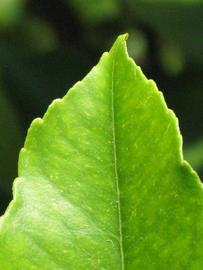              Margin (Winter Haven, FL)       