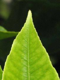              Margin (Winter Haven, FL)       