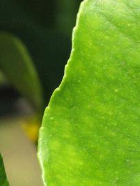              Margin (Winter Haven, FL)       