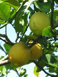            Fruit (Winter Haven, FL)   