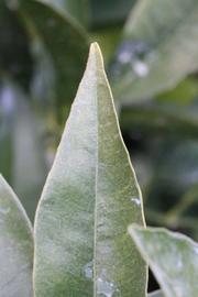              Margin (Lindcove, CA)       