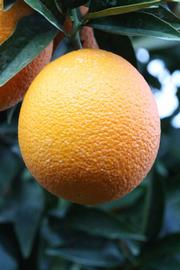              Fruit (Lindcove, CA)       