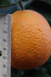              Fruit (Lindcove, CA)       