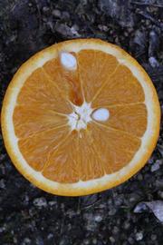              Fruit cross-section (Lindcove, CA)       