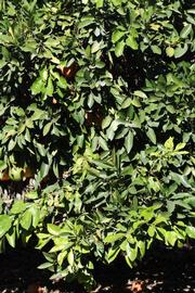            Habit (Riverside, CA)   