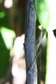              Second - third year twig (Riverside, CA)       