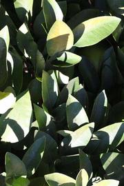              Shade leaves (Riverside, CA)       