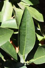              Unifoliolate leaf (Riverside, CA)       