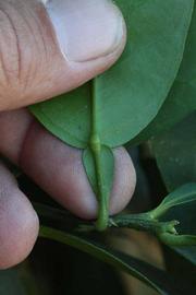              Petiole (Riverside, CA)       