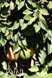              Sun leaves (Riverside, CA)       