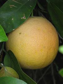            Fruit (Riverside, CA)   