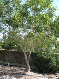            Habit (Winter Haven, FL)   