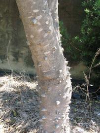              Bark (Winter Haven, FL)       