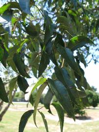              Shade leaves (Winter Haven, FL)       