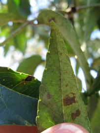              Margin (Winter Haven, FL)       