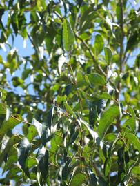              Sun leaves (Winter Haven, FL)       