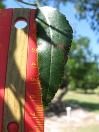                Leaflet (Winter Haven, FL)       