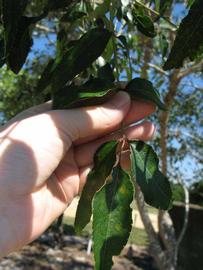              Shade leaves (Winter Haven, FL)       
