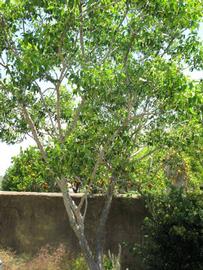              Habit (Winter Haven, FL)       